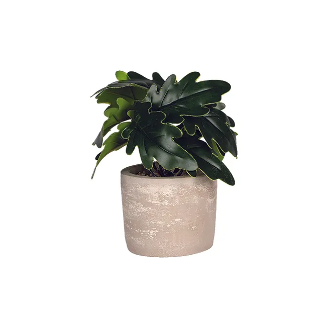 Planta decoratica in ghiveci VERO, 16 cm, plastic
