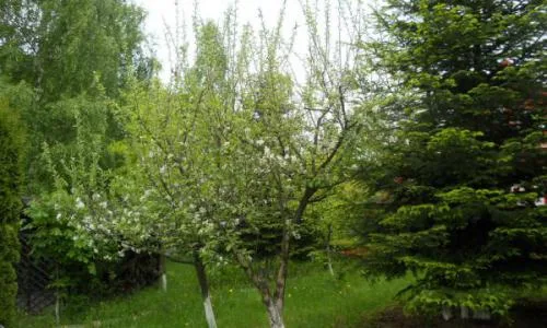 Cea mai frumoasa Casa de Vacanta este de Vanzare acum !!