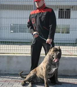 Elite Bodyguard Team paza si protectie Arad
