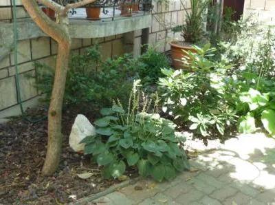 Timisoara - Amenajare si intretinere spatii verzi
