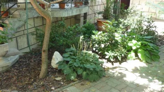 Timisoara - Amenajare si intretinere spatii verzi