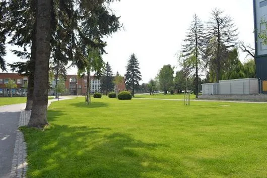 Sanpetru / Brasov - Seminte de gazon - gazon covor