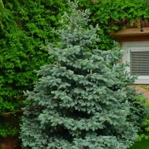 Bucuresti - Amenajare gradini si spatii verzi