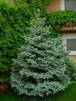 Bucuresti - Amenajare gradini si spatii verzi