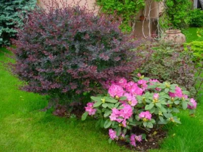 Bucuresti - Amenajare gradini si spatii verzi