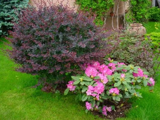 Bucuresti - Amenajare gradini si spatii verzi