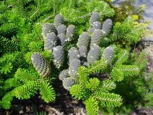 Bucuresti - Amenajare gradini si spatii verzi