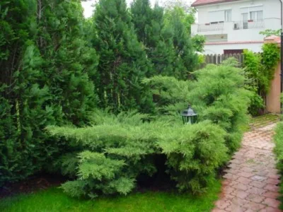 Bucuresti - Amenajare gradini si spatii verzi