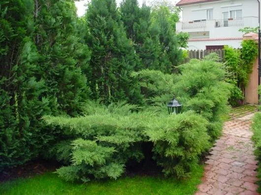 Bucuresti - Amenajare gradini si spatii verzi