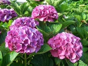 Bucuresti - Amenajare gradini si spatii verzi