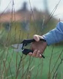 Bucuresti - Amenajare gradini si spatii verzi