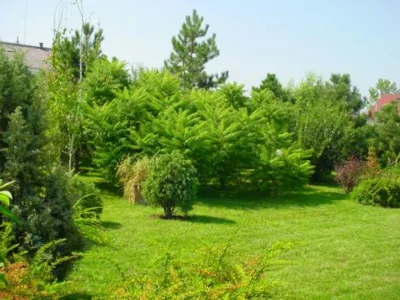 Bucuresti - Amenajare gradini si spatii verzi