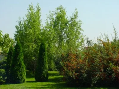 Bucuresti - Amenajare gradini si spatii verzi