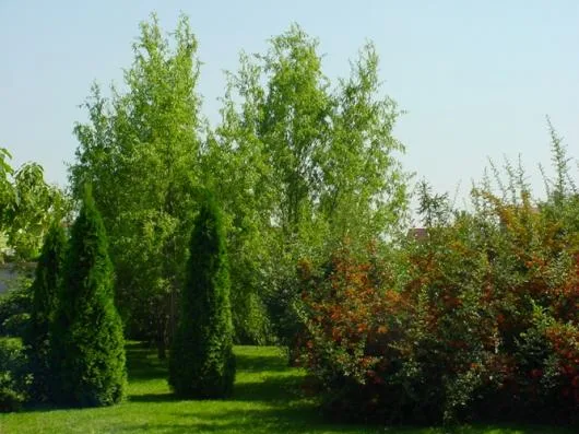 Bucuresti - Amenajare gradini si spatii verzi