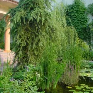 Bucuresti - Amenajare gradini si spatii verzi