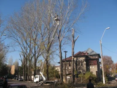 Copaceni / Ilfov - Proiectare gradini