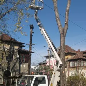 Copaceni / Ilfov - Proiectare gradini