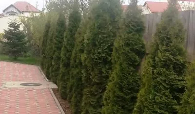 Speedy Green amenajari spatii verzi Brasov