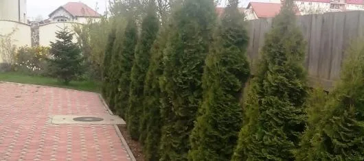 Speedy Green amenajari spatii verzi Brasov