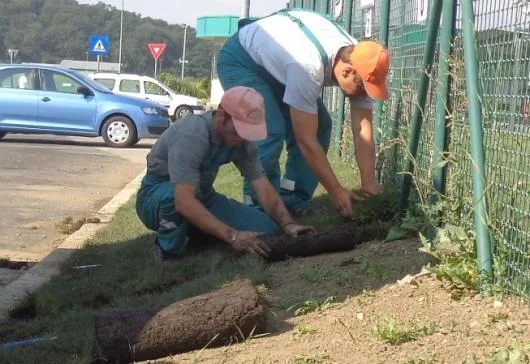 Speedy Green amenajari spatii verzi Brasov
