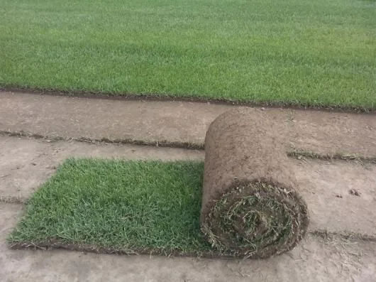 Speedy Green amenajari spatii verzi Brasov