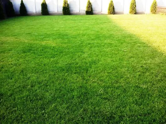 Speedy Green amenajari spatii verzi Brasov