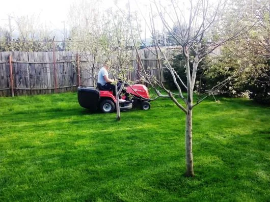 Speedy Green amenajari spatii verzi Brasov