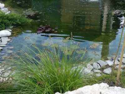 Speedy Green amenajari spatii verzi Brasov