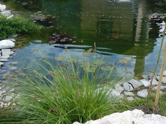 Speedy Green amenajari spatii verzi Brasov