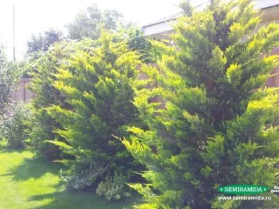 Feldioara / Brasov - Amenajari peisagistice complexe