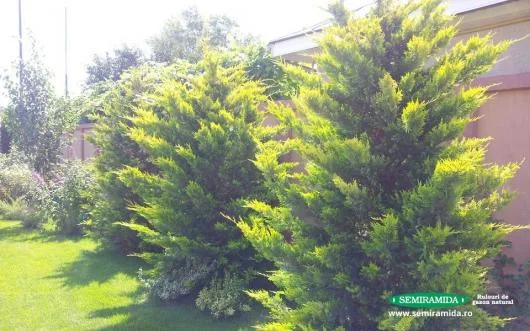 Feldioara / Brasov - Amenajari peisagistice complexe