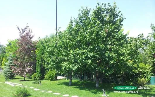 Feldioara / Brasov - Amenajari peisagistice complexe