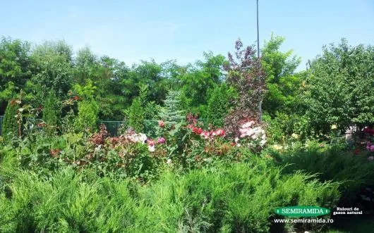 Feldioara / Brasov - Amenajari peisagistice complexe