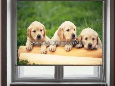 Sisteme umbrire Cluj