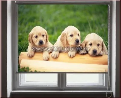 Sisteme umbrire Cluj