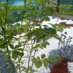 UPG System 2005 Servicii profesionale de gradinarit Timisoara