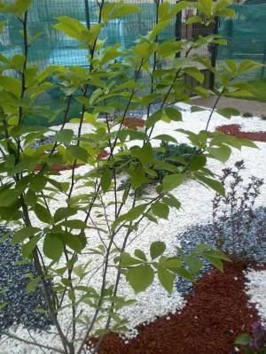 UPG System 2005 Servicii profesionale de gradinarit Timisoara