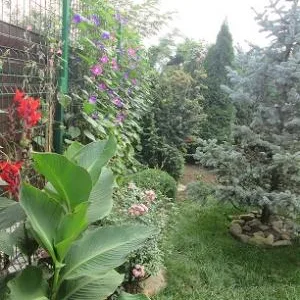 UPG System 2005 Servicii profesionale de gradinarit Timisoara