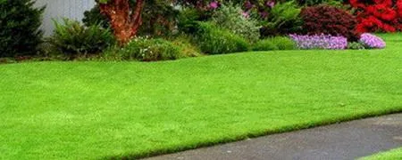 Deratizare - dezinfectie Botosani