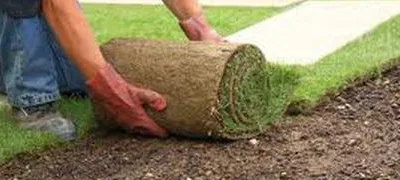 Deratizare - dezinfectie Botosani