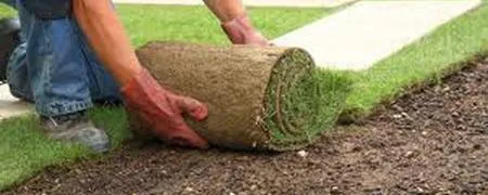 Deratizare - dezinfectie Botosani