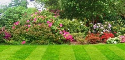 Deratizare - dezinfectie Botosani