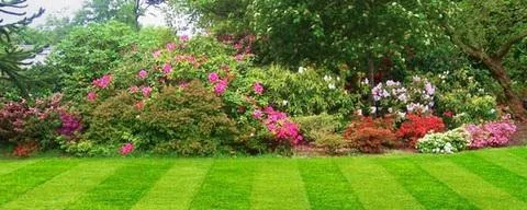 Deratizare - dezinfectie Botosani