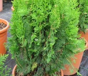 Amenajari - plantari