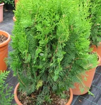 Amenajari - plantari