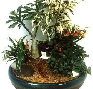 Amenajari - plantari