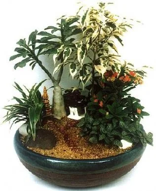 Amenajari - plantari