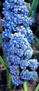 Gardenflor Expert amenajari cu plante decorative Pitesti