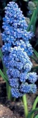 Gardenflor Expert amenajari cu plante decorative Pitesti