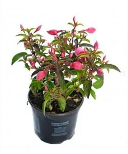 Gardenflor Expert amenajari cu plante decorative Pitesti